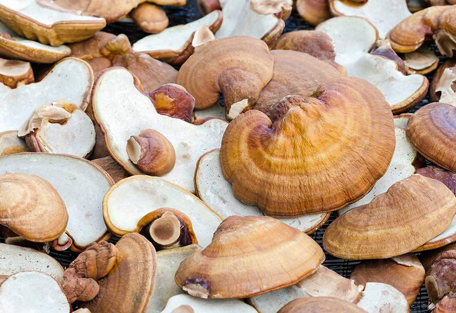 magic-ingredient-reishi-mushroom